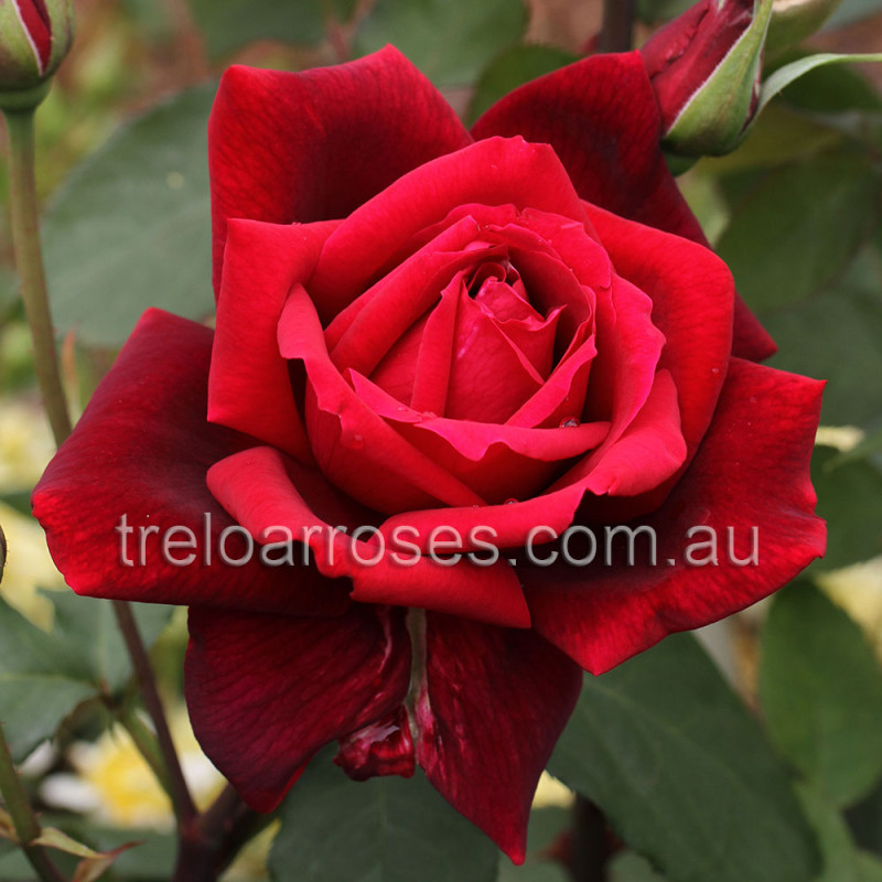 ROSA STANDARD OKLAHOMA 3FT 20CM – Poyntons Nursery