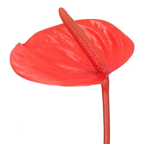 Антуриум (Anthurium) 