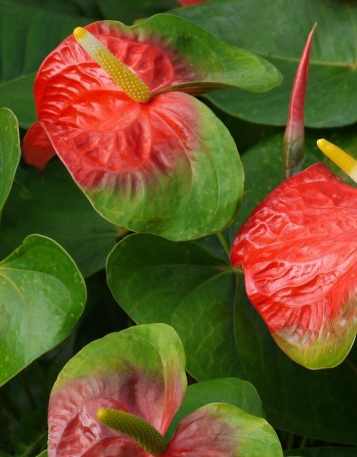 Юта (Anthurium Andreanum Utah) - Сообщество цветоводов ...