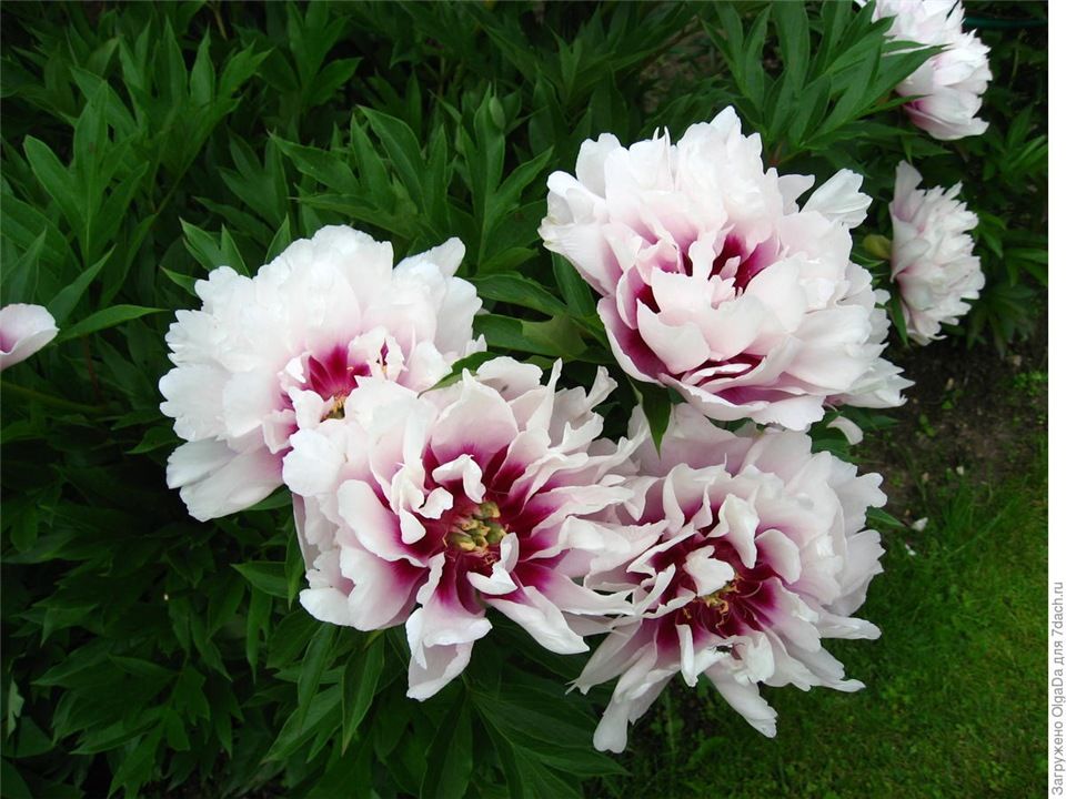 Paeonia Itoh Hybrids Cora Louise ...