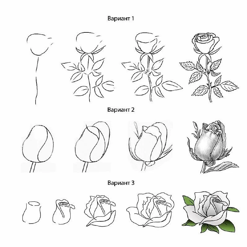 Как нарисовать розу 20 разными способами — Лайфхакер