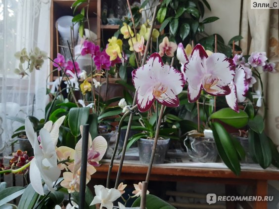 Орхидея (Phalaenopsis) 