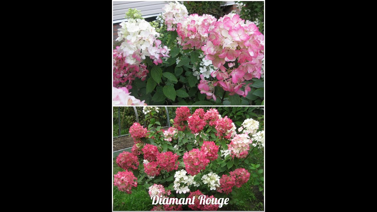 Гортензия метельчатая `Даймант Руж`, Hydrangea paniculata ...