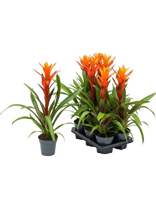 Гузмания Хоуп в керамике Guzmania Hope ...