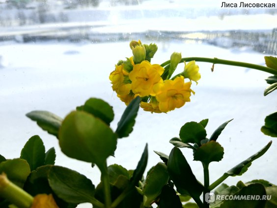 Каланхоэ — лечебные виды, польза и применение: botanichka ...