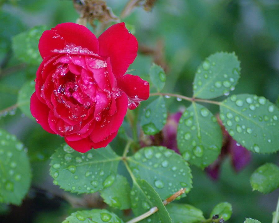 Yellow Rose Morning Dew Photograph by Julie Palencia - Fine ...