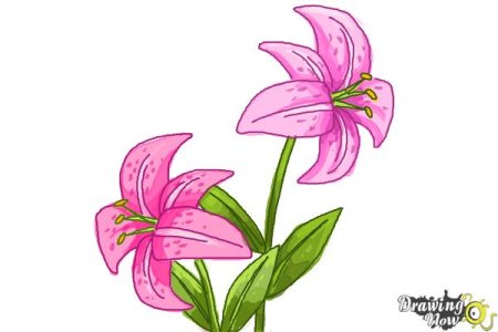 Lilium Flower Daylily Цветочный дизайн, цветок, ребенок, цвет ...