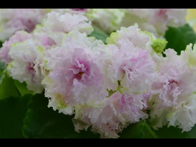 紫羅蘭花舍 African Violet Florist - Macau - AV-Ekstaz/АВ ...