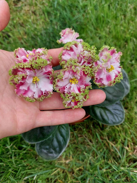 ФИАЛКИ.🌺Фиалка КО-Петушок Золотой Гребешок Без Точки Роста ...