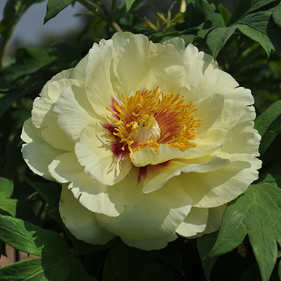 Pion Paeonia 'Yellow Crown' (Itoh ...