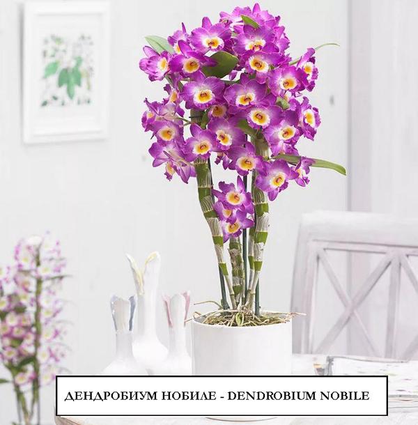 Орхидея дендробиум dendrobium nobile. Советы по уходу.