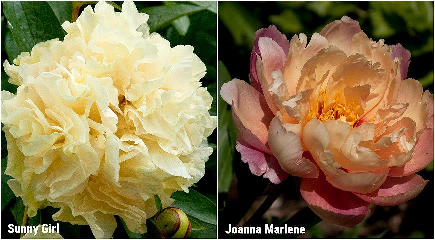 Paeonia 'Age of Victoria' - Hybrid Herbaceous