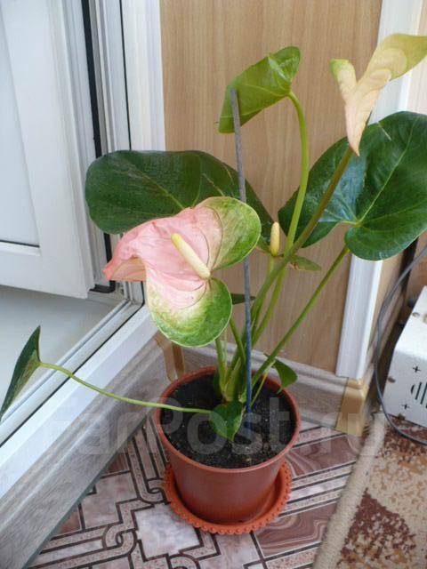 Art Print House plant red Anthurium ...