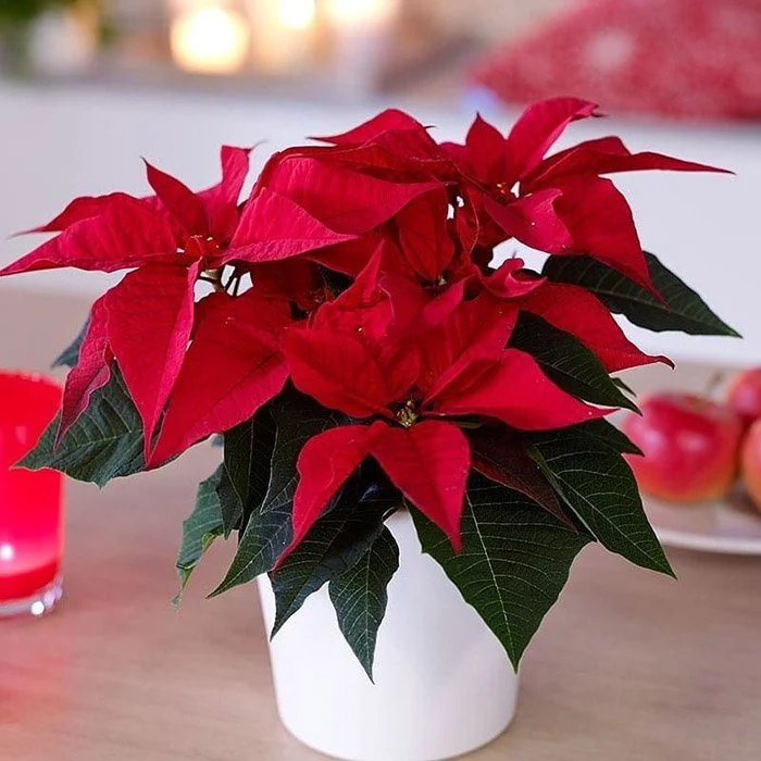 Fabric Poinsettia Bush 53 ...