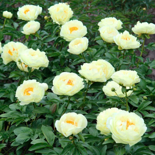 Пион Lemon Chiffon (корневища) (ID#1861491985), цена: 1362 ...