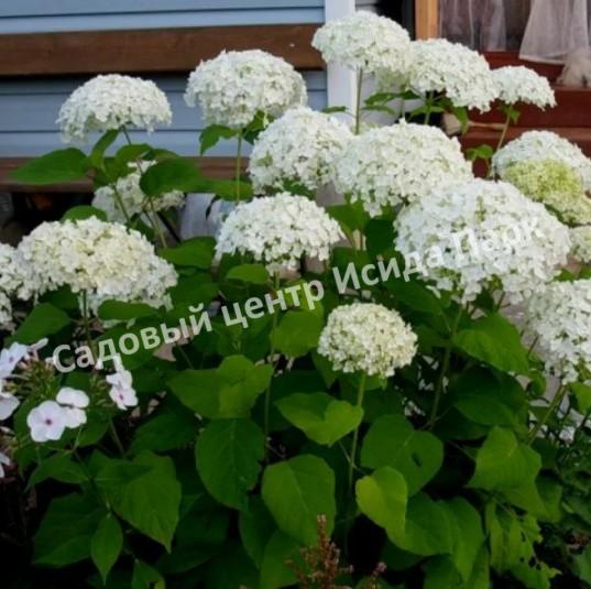 Гортензия Баунти (Hydrangea Bounty): описание и фото ...