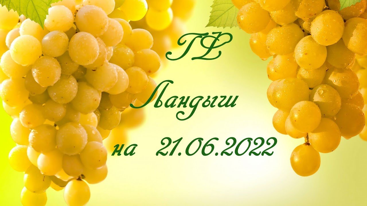 Виноград Ландыш (Grapes Landysh) 2015 ...