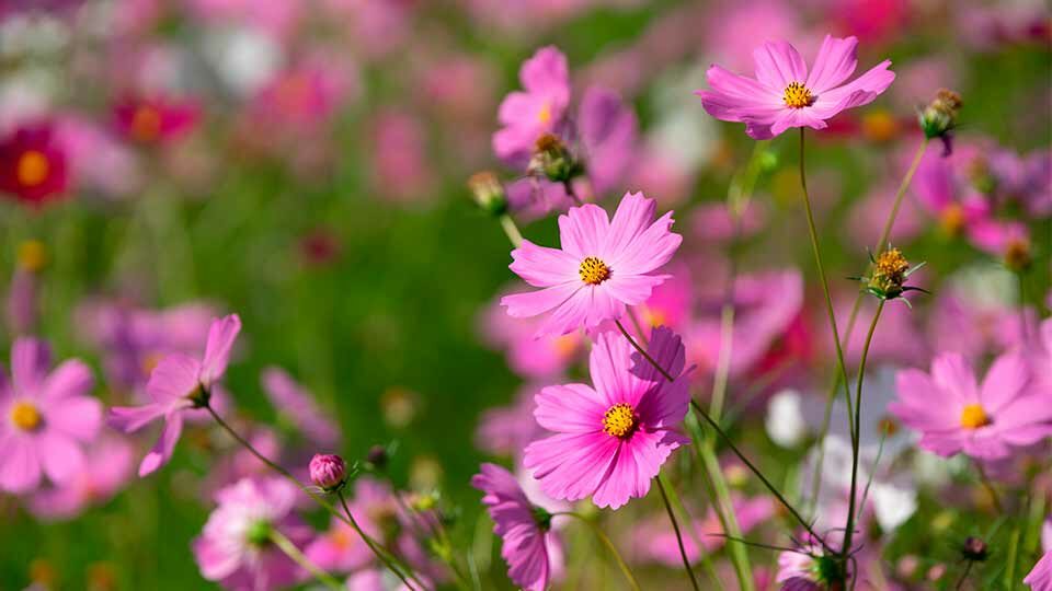 Букет космеи summer розово-сиреневый, шт