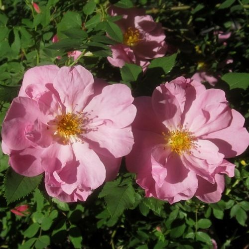 Applejack Rose - Hardy - Very Fragrant – Heirloom Roses