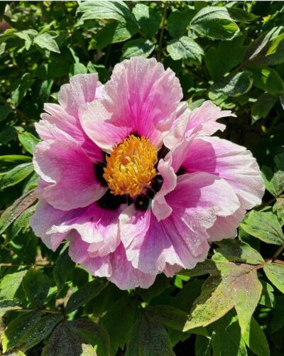 4606500832385 Пион древовидный Королевский Цветок Paeonia ...