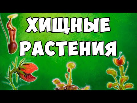 Дионея, Венерина мухоловка купить в Украине. ➤Цена, описание ...