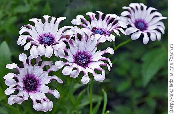 Остеоспермум пурпурный от производителя. Osteospermum ...