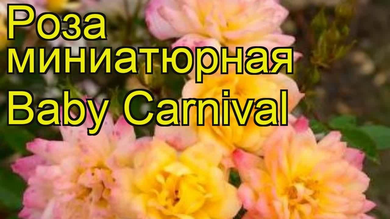 Positive Parfum Carnaval Jolly, купить ...