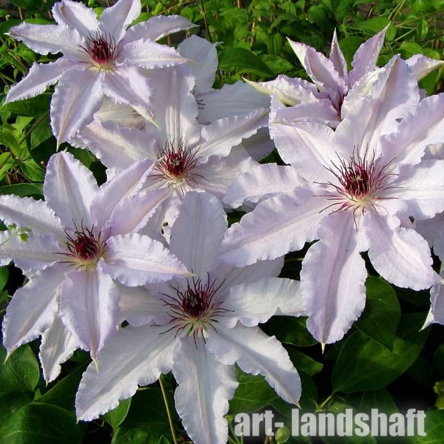 Скачать картинки Clematis florida, стоковые фото Clematis ...