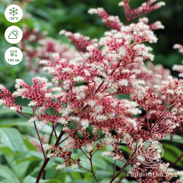 Роджерсия 'Элеганс' / Rodgersia pinnata 'Elegans'