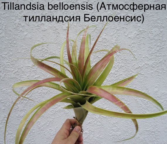 Растение Tillandsia IONANTHA цветет (Тилландсия): купить c ...