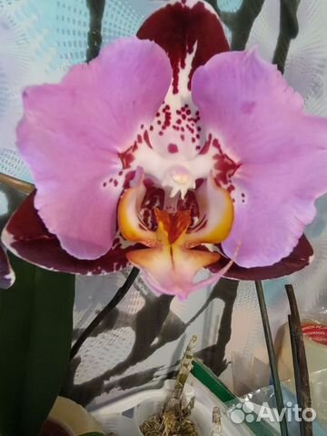 Phal. Chian Xen Piano x Taida Sweet ...