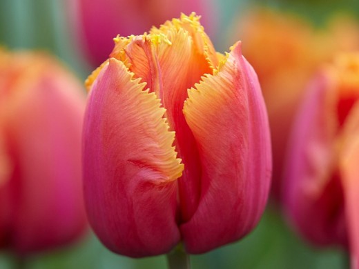 Fringed tulips (Tulipa) Louvre and ...