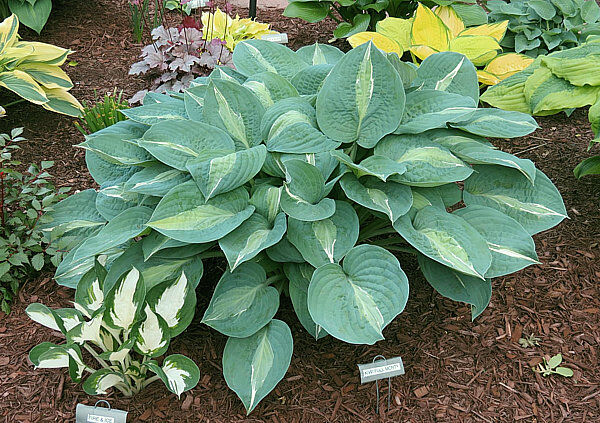 Hosta 'Kiwi Full Monty' - Sienna Hosta