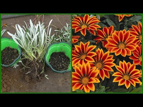 Цветок Газания (лат. Gazania splendens ...