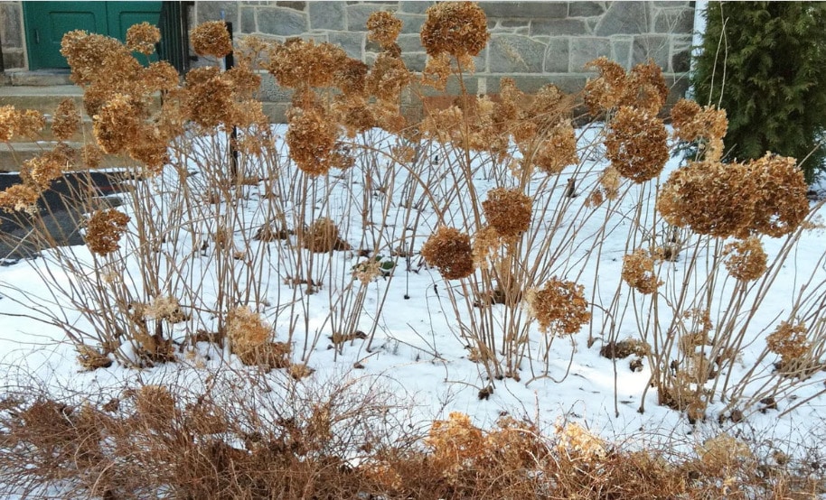 Hydrangea paniculata ...