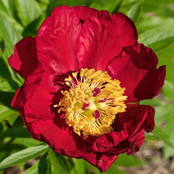 Paeonia Golden Frolic ...