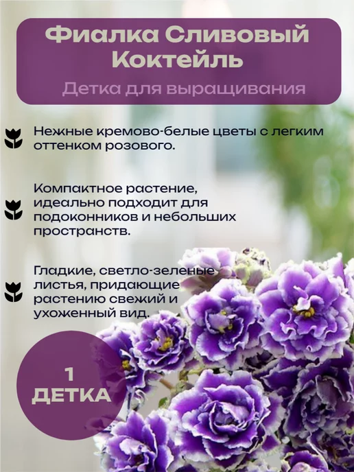 Фиалка (сенполия) ЛЕ-Берилловый иней ...