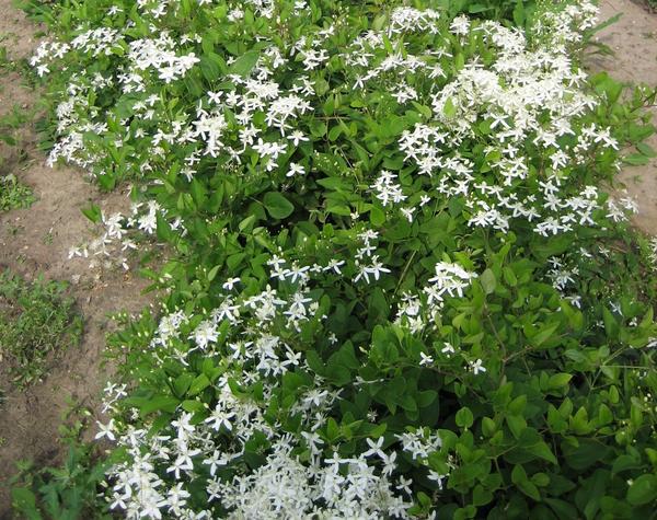 Клематис: размножение, посадка и уход - Flowers.ua