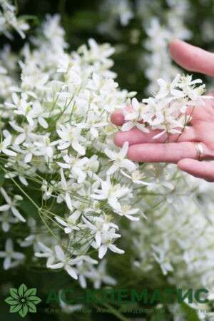 New Additions - clematis crispa ANGEL - Hawthornes Catalogue