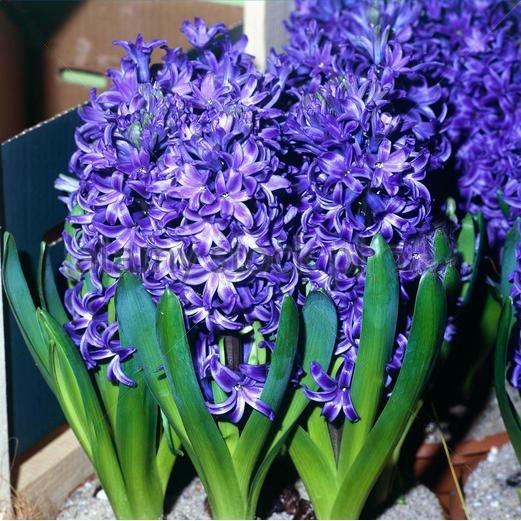 Hyacinthus Blue Pearl - Lemo Gartendesign