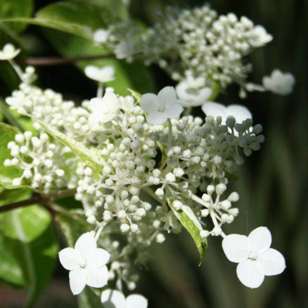 Гортензия метельчатая Шикоку Флэш (Hydrangea paniculata ...