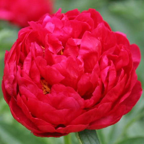 Peony King's Day (Early) - Green Works - Specialist in Peonies