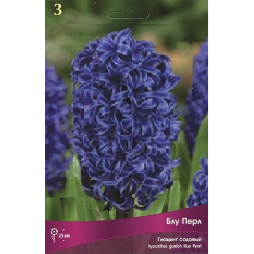 Blue pearl hyacinth stock image. Image of garden, hyacinthus ...