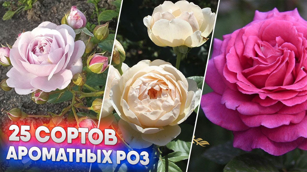 50JB двойное использование цепочка на ключицы/поясная цепочка ...