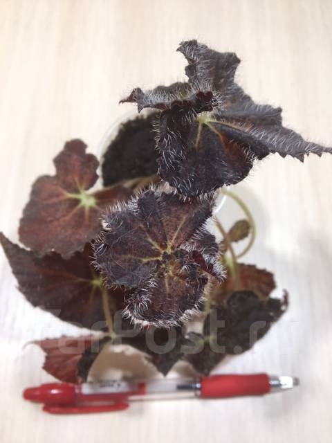 Begonia Peter Piper – Greenly Plant Co