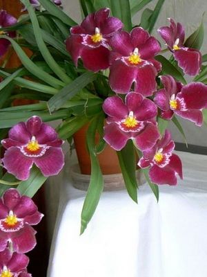 Сорта названия орхидей фаленопсис ❀ Phalaenopsis orchid ...