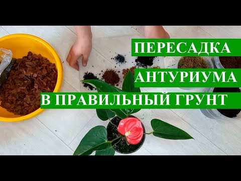 ✓ “ЖЕНСКОЕ СЧАСТЬЕ” И “МУЖСКОЕ” РЯДОМ: МОЖНО ЛИ ВЫРАЩИВАТЬ ...