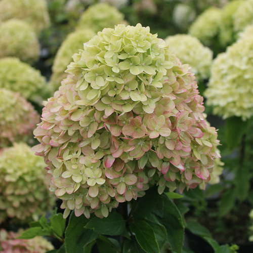 Hudrangea paniculata Little ...