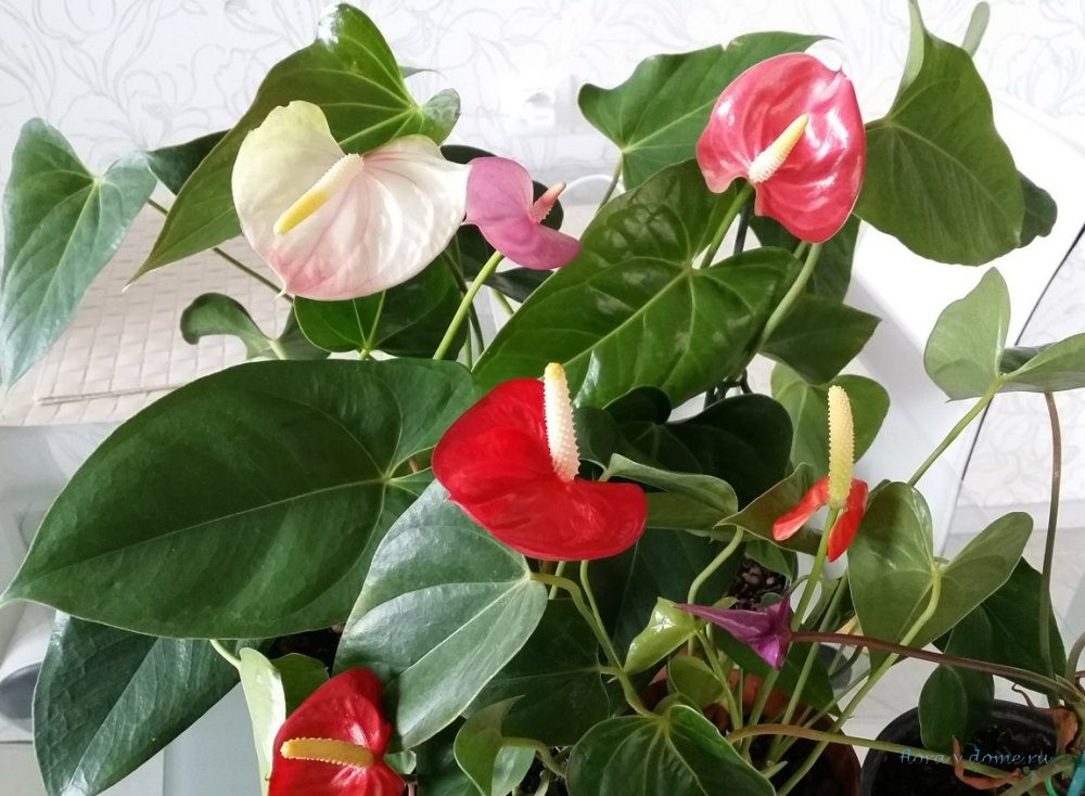 Антуриум, Цветок фламинго - Anthurium. Уход за антуриумом.