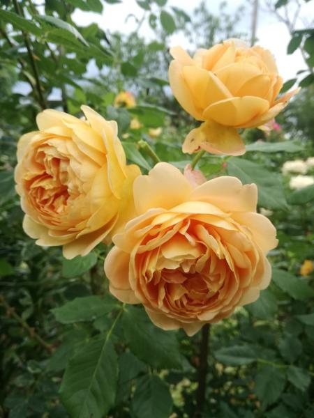 Golden Celebration Rose (Rosa 'Golden Celebration') in ...